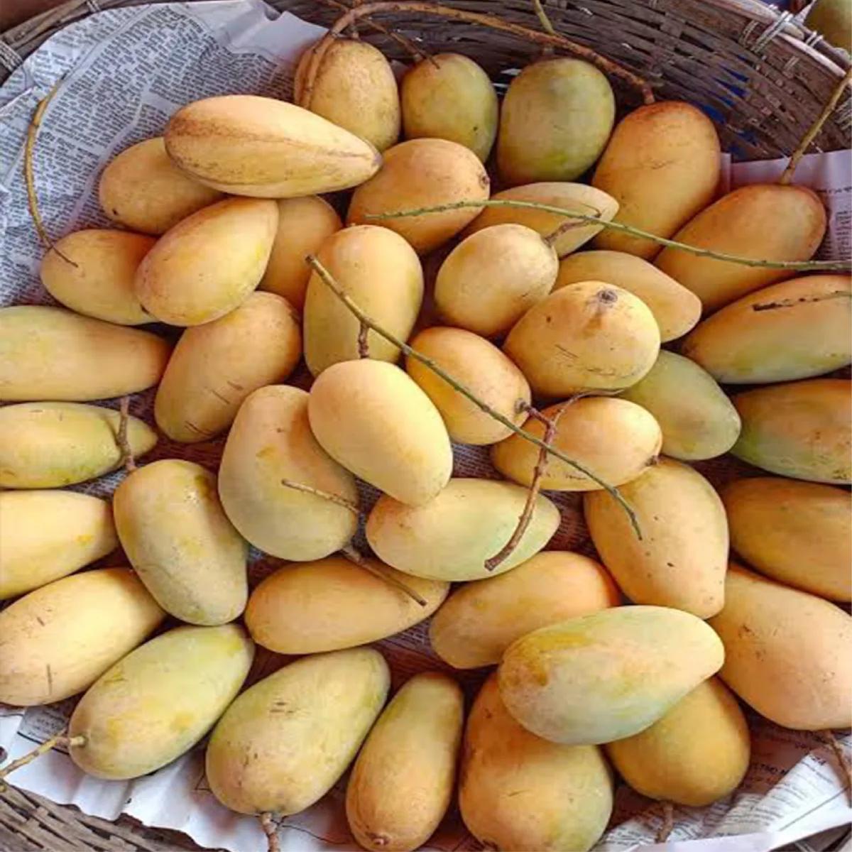 Mango
